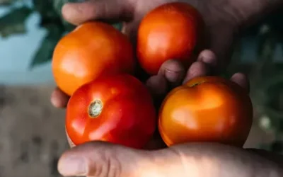 Sunripe and Watchman pair up to protect their produce