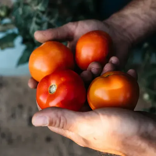 Sunripe and Watchman pair up to protect their produce